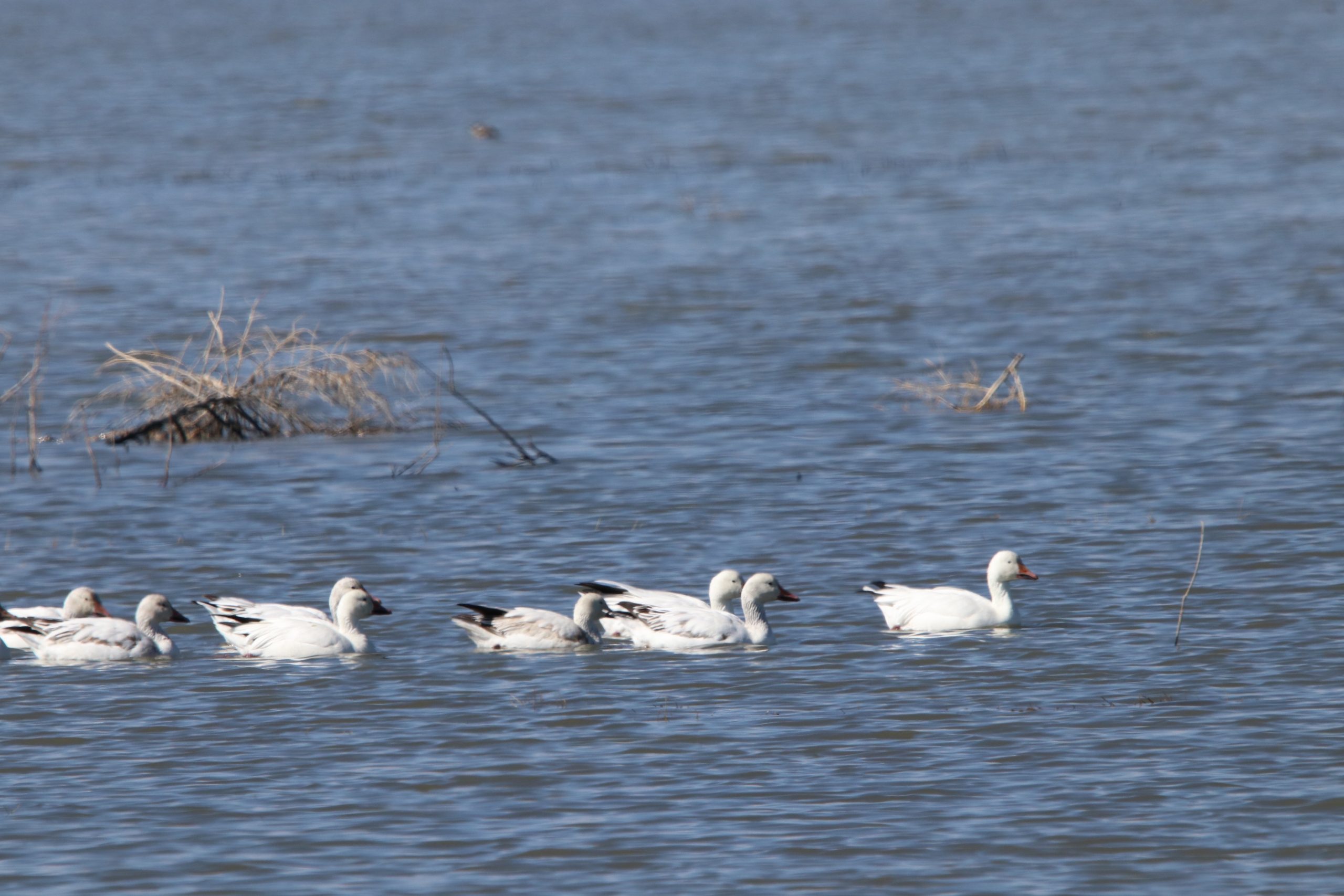 Bottomless Lakes State Park- back to New Mexico. March 2022. – Cindy ...